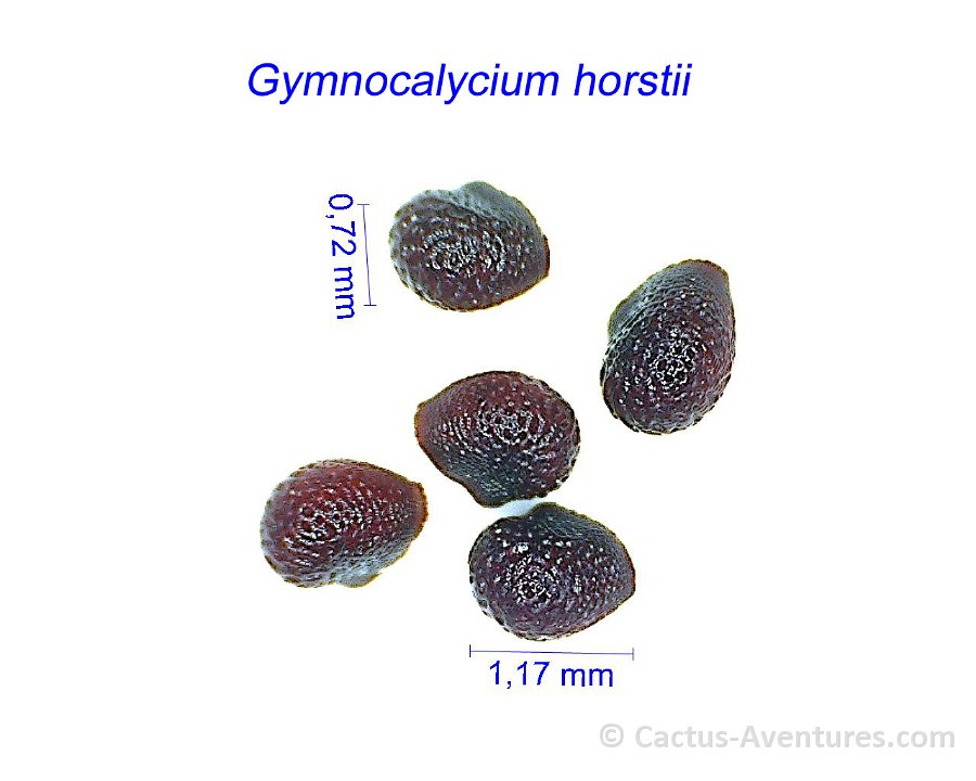 Gymnocalycium horstii 1